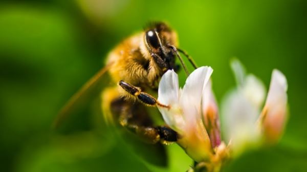 <br />
				20 мая — Всемирный день пчел	