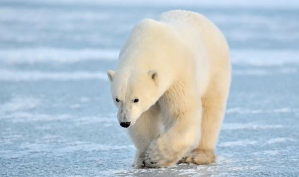 Белые медведи помогли создать самый теплый материал в мире
