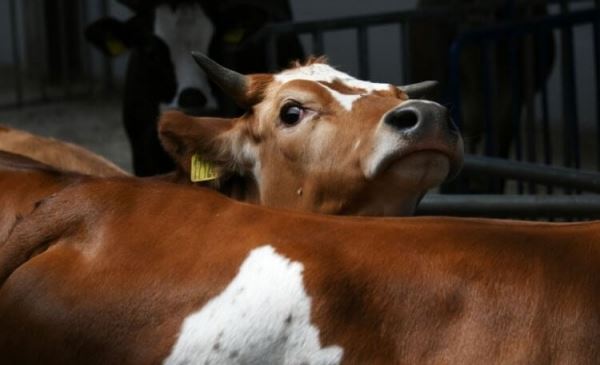 Безопасно ли есть мясо генно-модифицированных животных?