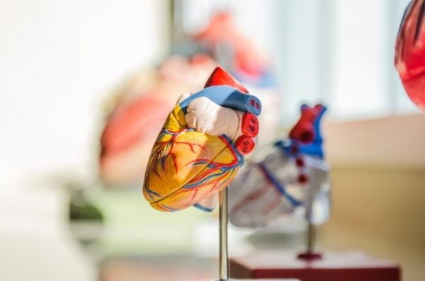 ИИ идентифицирует 5 видов сердечной недостаточности для прогнозирования риска и лечения 