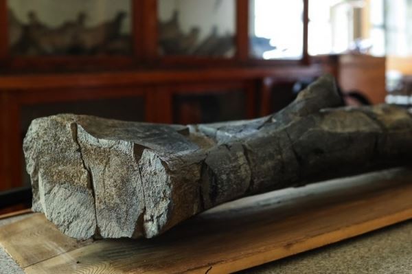 <br />
				Палеонтологи СПбГУ по костям динозавров подтвердили, что на Чукотке в древности был более мягкий климат, чем сегодня	