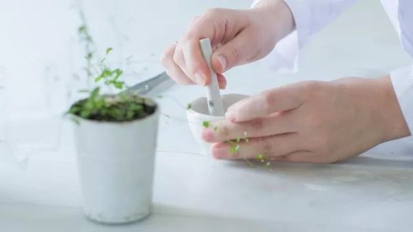 <br />
				Ученые выявили гены, отвечающие за крепкую «ножку» у растений	